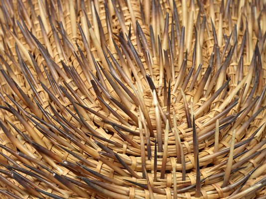 Alternate image of Echidna by Yvonne Koolmatrie
