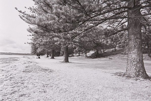 Alternate image of The White Album by Bruce Searle