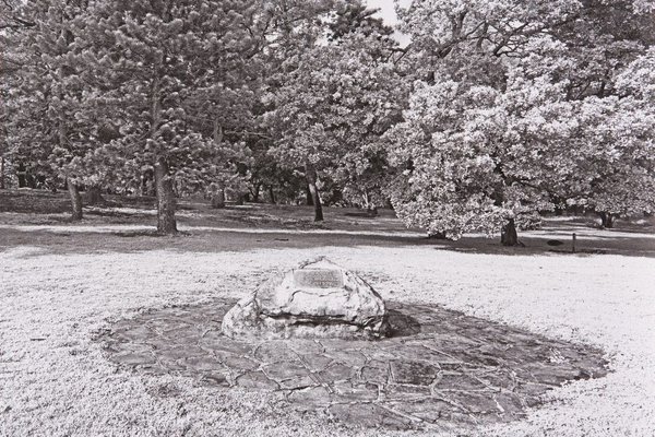 Alternate image of The White Album by Bruce Searle