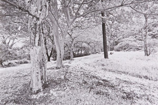Alternate image of The White Album by Bruce Searle