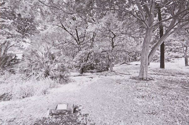 Alternate image of The White Album by Bruce Searle