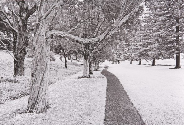 Alternate image of The White Album by Bruce Searle