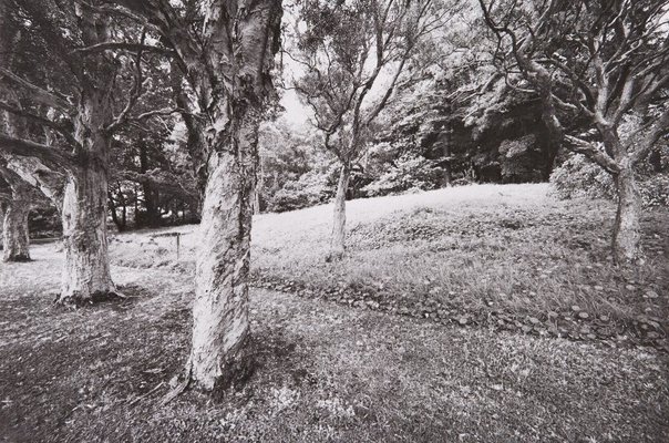 Alternate image of The White Album by Bruce Searle