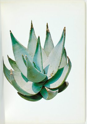 Alternate image of Colored people by Edward Ruscha