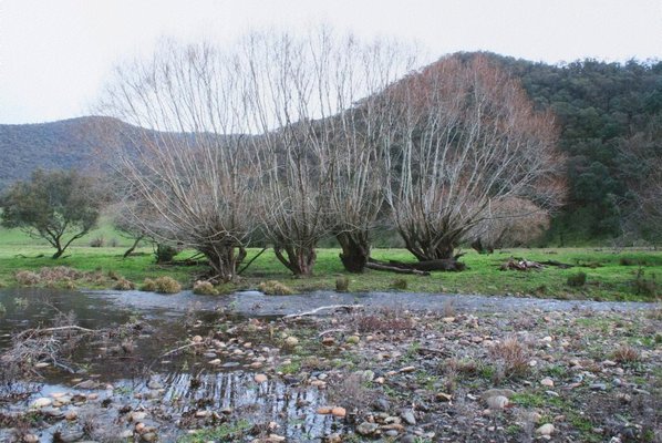 Alternate image of 2. Near Corryong by Bonita Ely