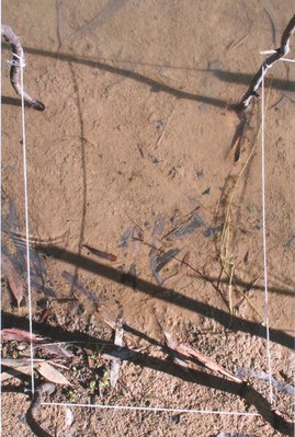 Alternate image of 5. Near the Murrumbidgee Murray junction by Bonita Ely