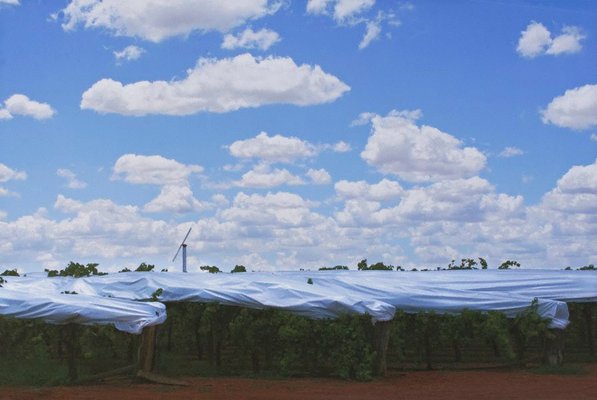 Alternate image of 6. Robinvale, Euston by Bonita Ely