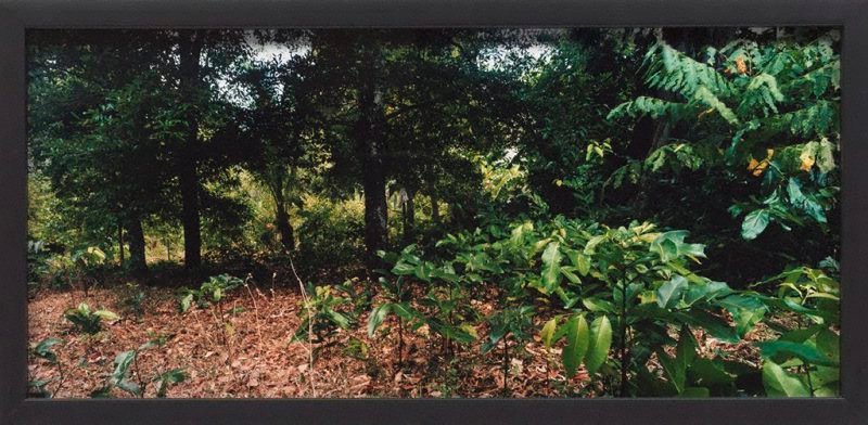 Alternate image of Run by Simryn Gill