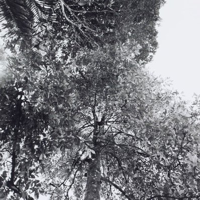 Alternate image of Run by Simryn Gill