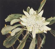 White waratah, 2000 by Cressida Campbell