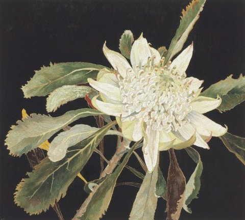 White waratah, (2000) by Cressida Campbell