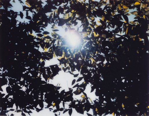Alternate image of Flare by Thomas Demand