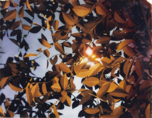 Alternate image of Flare by Thomas Demand