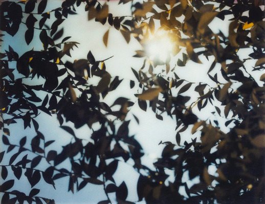Alternate image of Flare by Thomas Demand