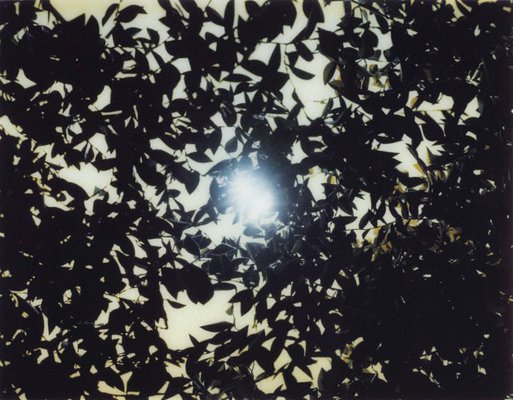Alternate image of Flare by Thomas Demand