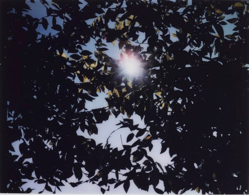 Alternate image of Flare by Thomas Demand