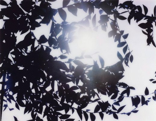 Alternate image of Flare by Thomas Demand