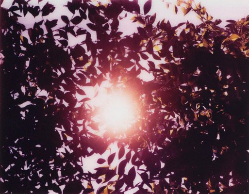 Alternate image of Flare by Thomas Demand