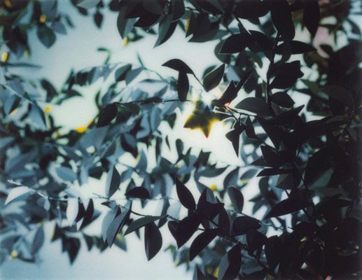 Alternate image of Flare by Thomas Demand