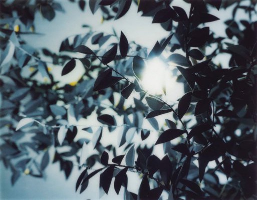 Alternate image of Flare by Thomas Demand