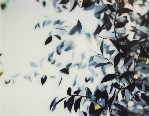 Alternate image of Flare by Thomas Demand