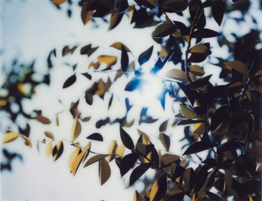 Alternate image of Flare by Thomas Demand