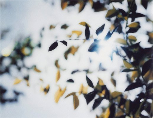 Alternate image of Flare by Thomas Demand