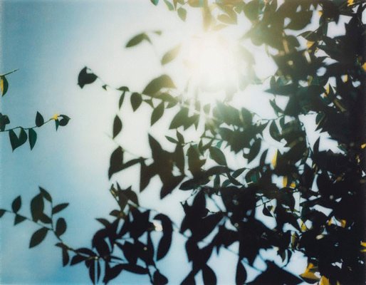 Alternate image of Flare by Thomas Demand