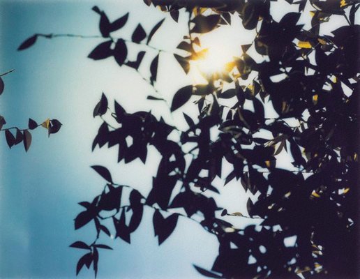Alternate image of Flare by Thomas Demand