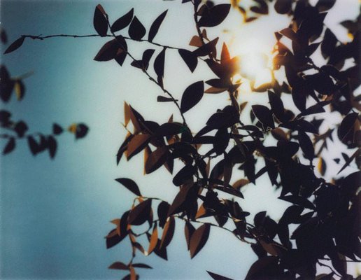 Alternate image of Flare by Thomas Demand
