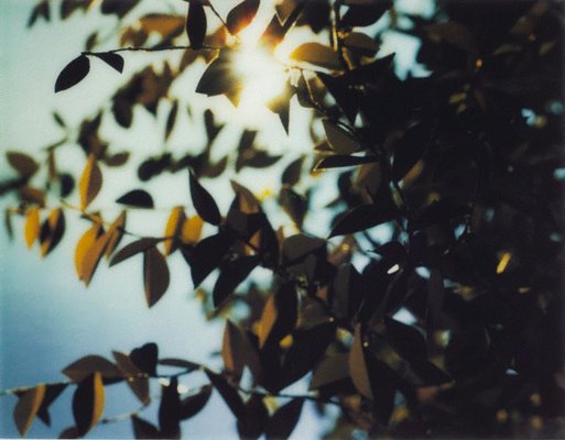 Alternate image of Flare by Thomas Demand