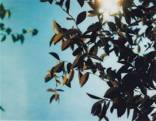Alternate image of Flare by Thomas Demand
