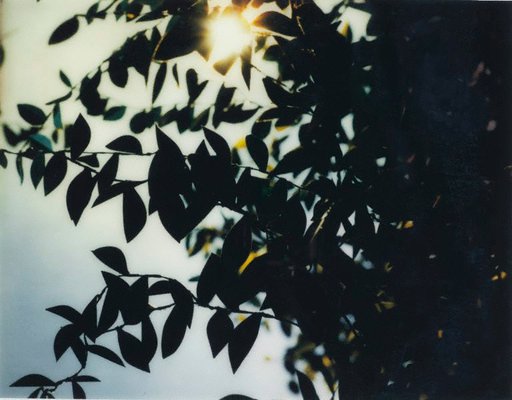 Alternate image of Flare by Thomas Demand