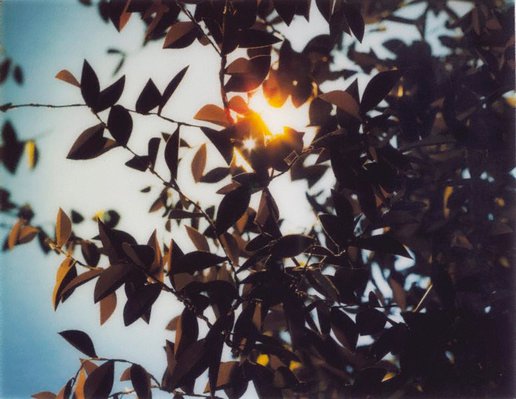 Alternate image of Flare by Thomas Demand