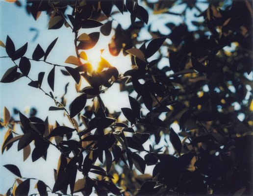 Alternate image of Flare by Thomas Demand