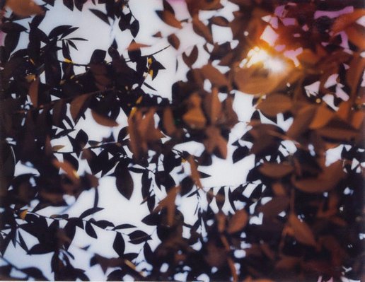 Alternate image of Flare by Thomas Demand