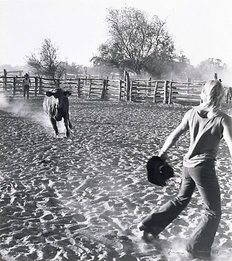 Running bull, 'Millungera', North Queensland, (1977, printed 1984) by Max Dupain