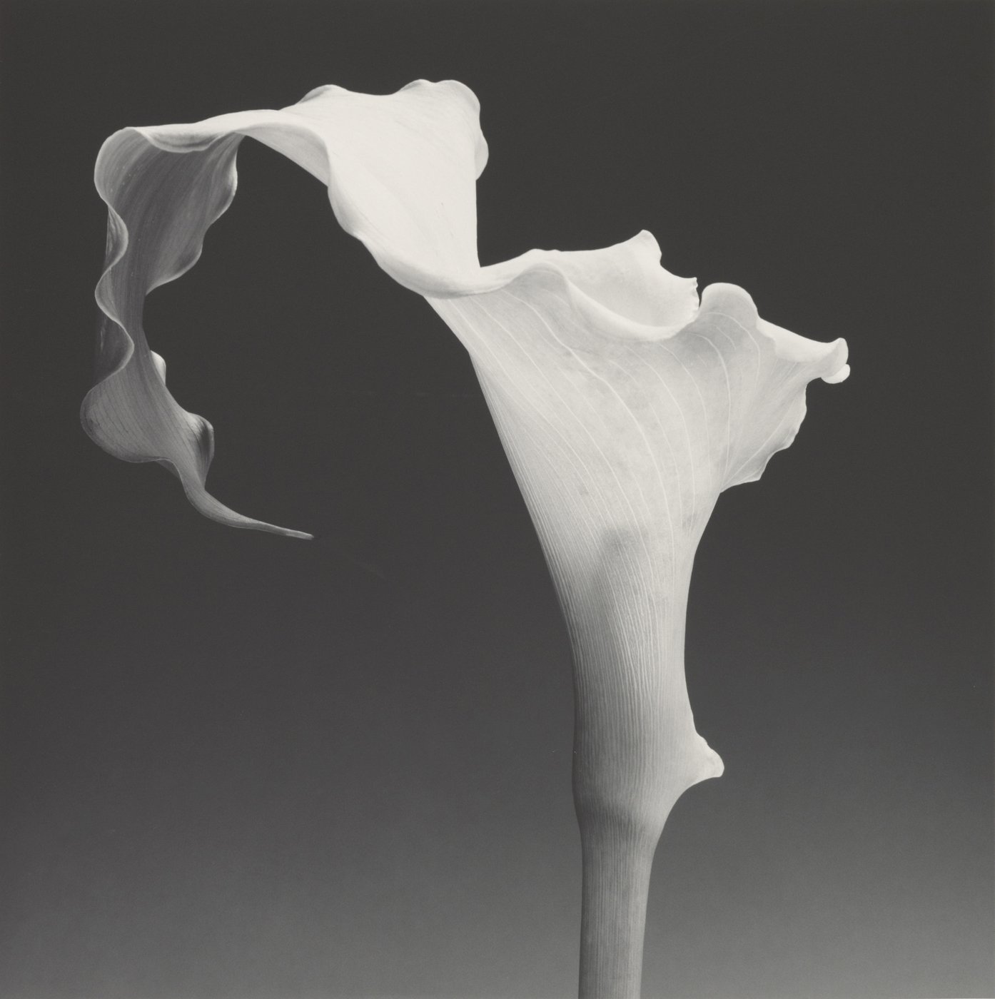 Robert Mapplethorpe Art Gallery NSW